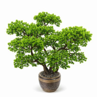 Bonsai Ağacı-11